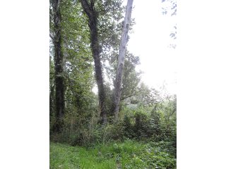 Property photo 4 - 317 +/- Acres offered in 8 Tracts Land Auction